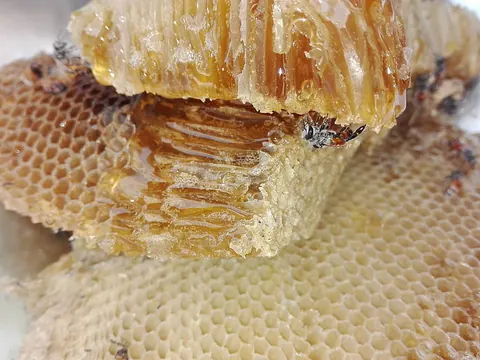 Big Bee Honey — photo 3
