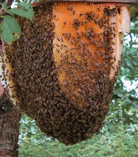Big Bee Honey — photo 2